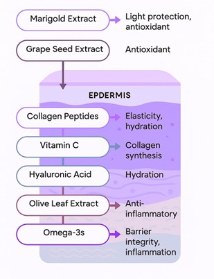Marigold Extract = Light protection antioxidant. Grape See Extract = Antioxidant. Collagen Peptides = Elasticity hydration. Vitamin C = Collagen synthesis. Hyaluronic Acid = Hydration. Olive Leaf Extract = Anti-inflmmatory. Omega-3s = Barrier integrity, inflammation.