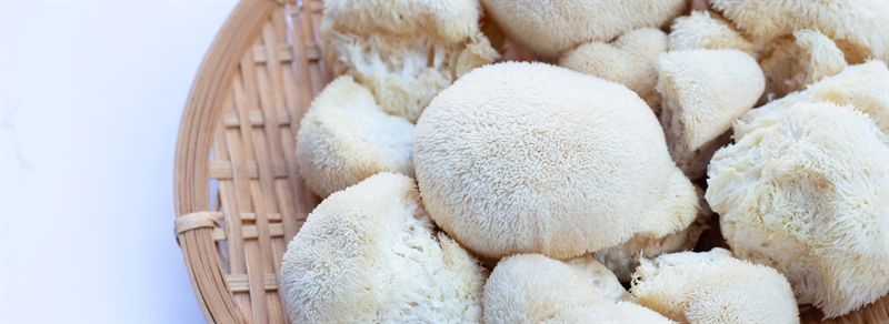 Lion's mane mushrooms in brown basket on white background