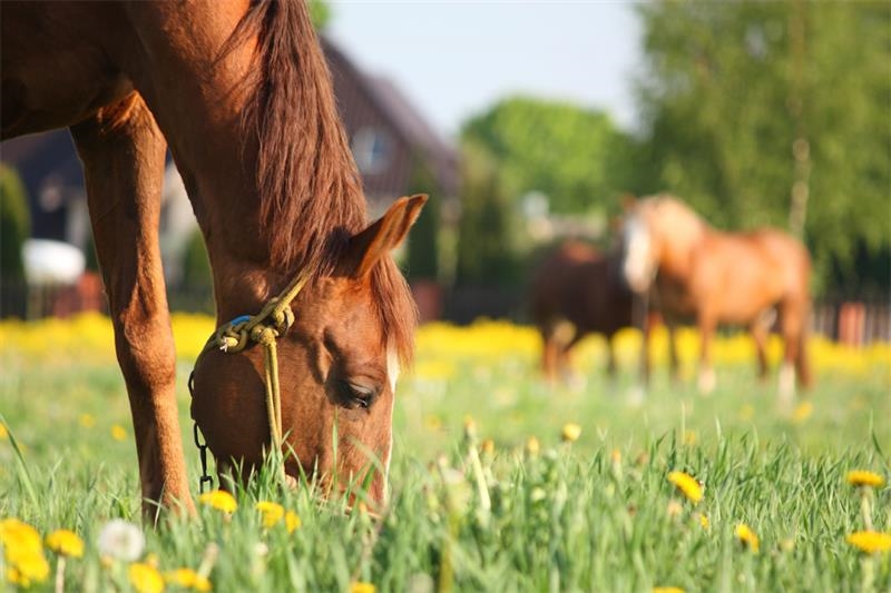 Horse eating grass