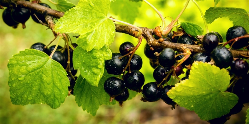 Blackcurrants
