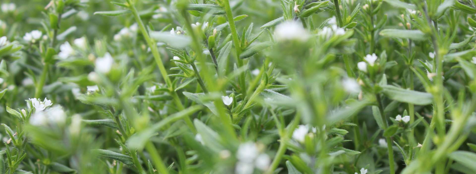 Nature's Crops International