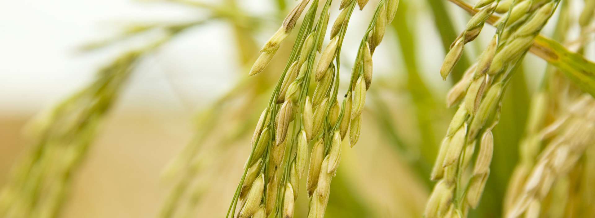 ProEarth® Organic Brown Rice Protein