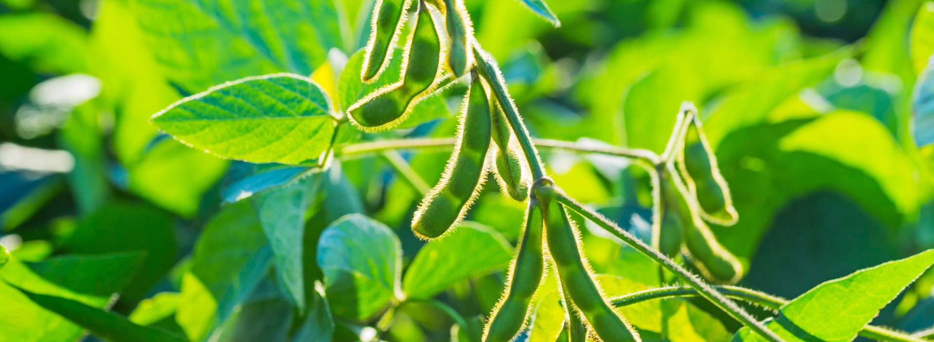 ProEarth® Soy Protein Isolate