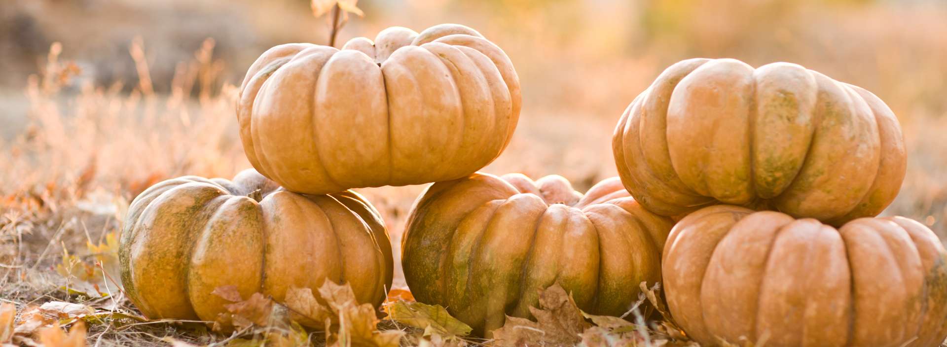 ProEarth® Pumpkin Seed Protein