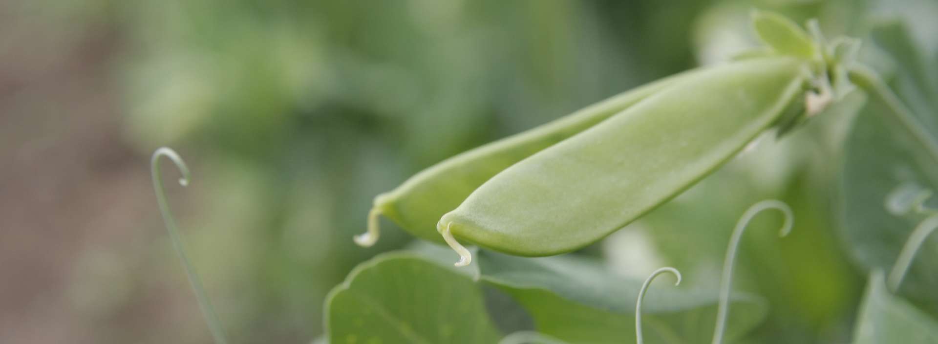 ProEarth® Pea Protein Isolate