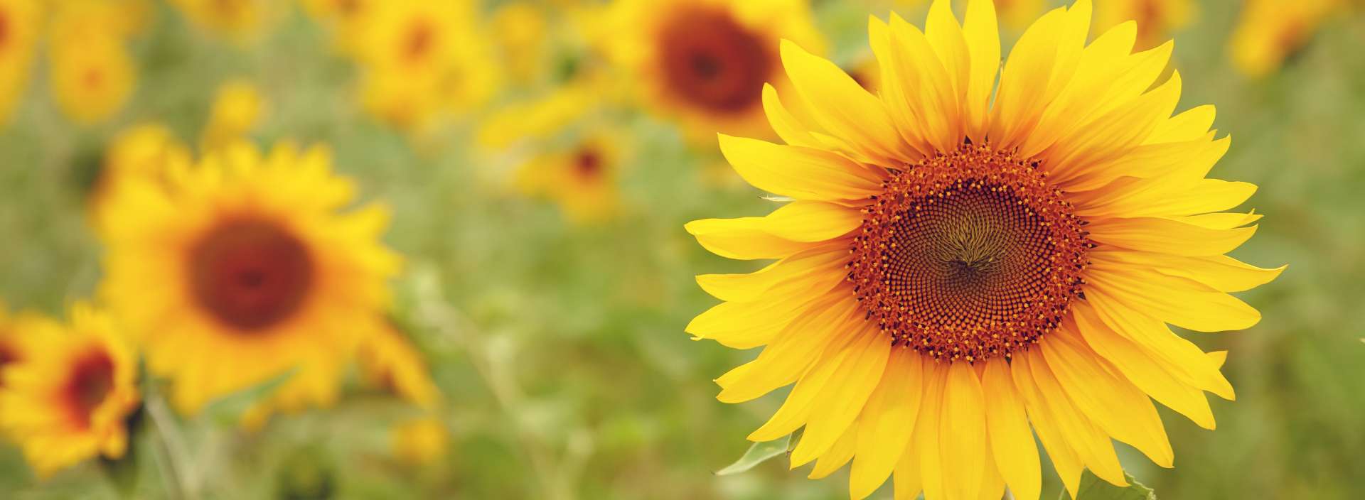 ProEarth® Organic Sunflower Protein