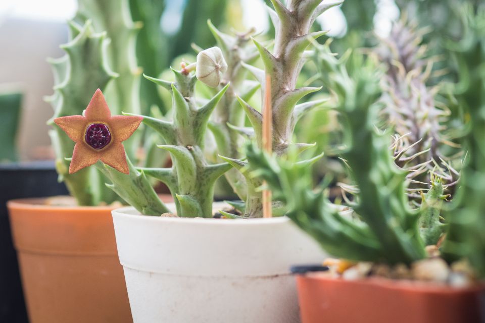Caralluma Fimbriata plant 